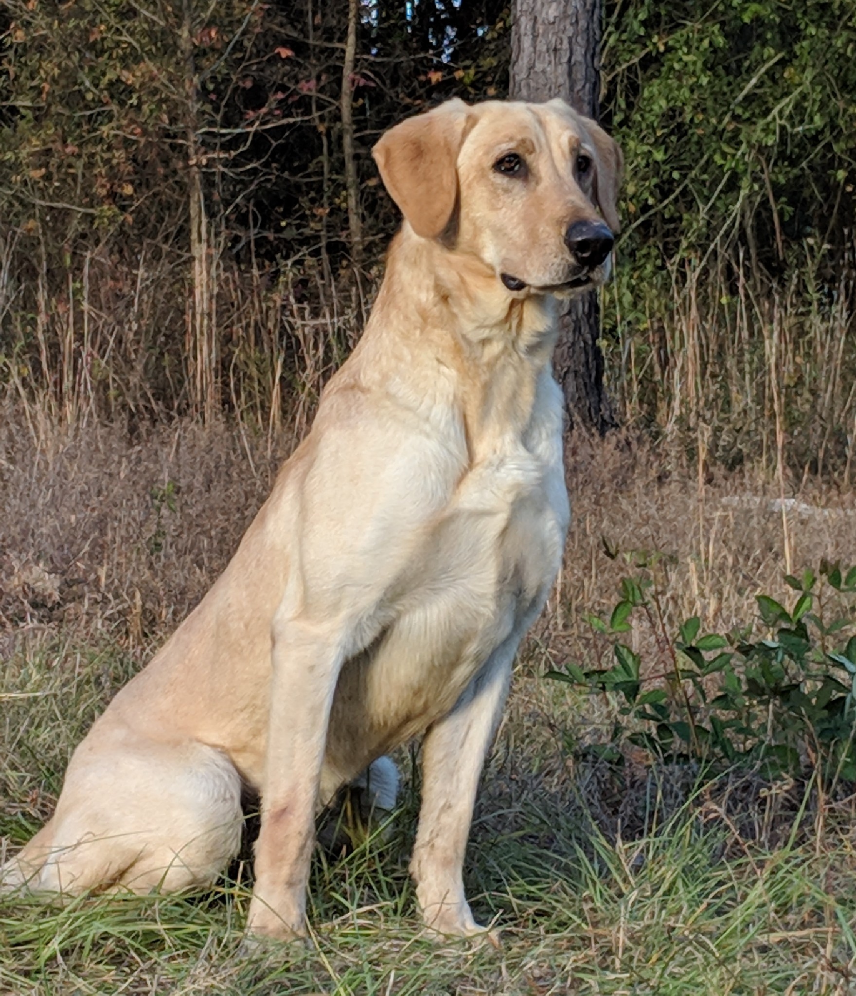 Mill Pond's Code Name Rawhide MH ** | Yellow Labrador Retriver