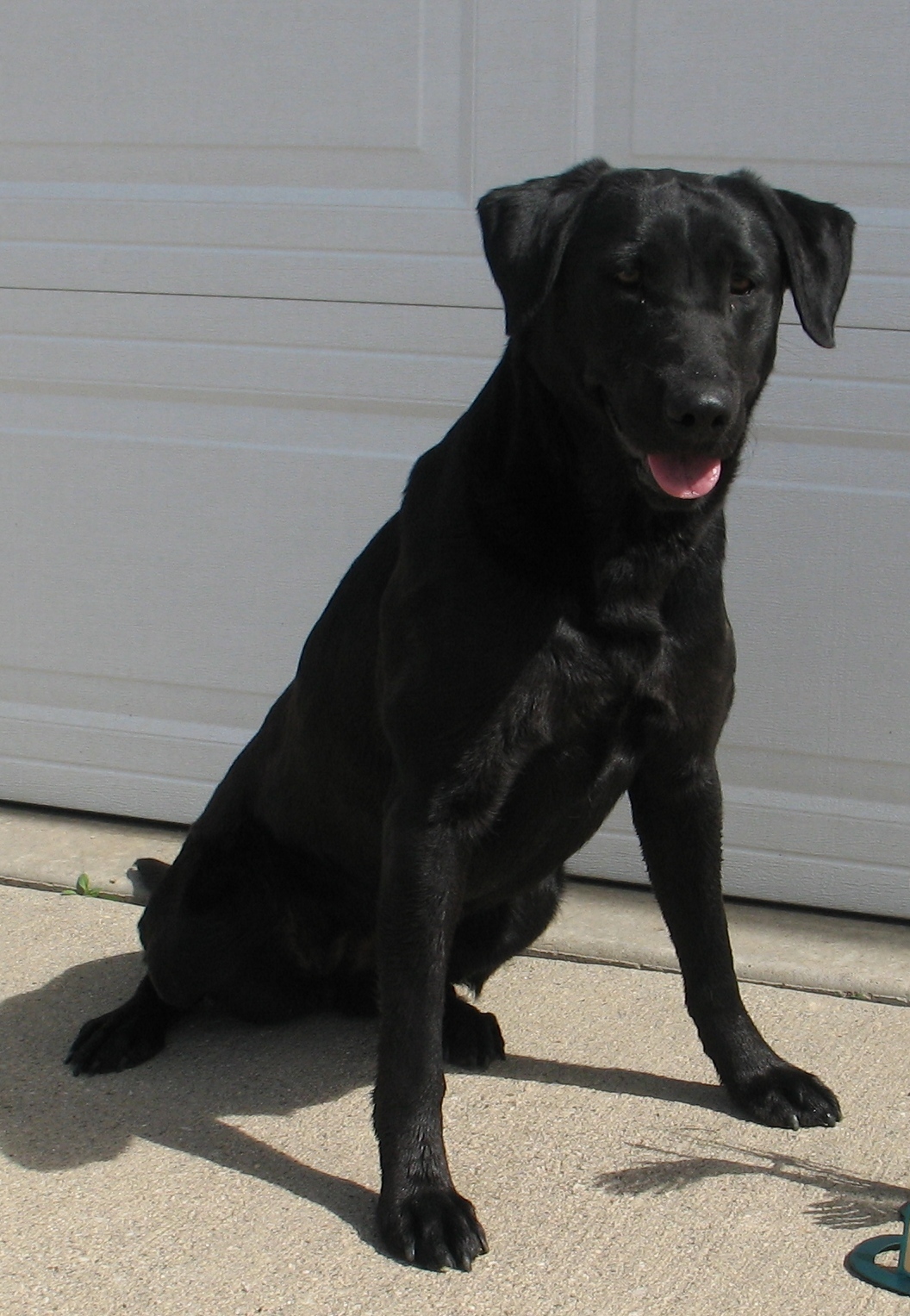 4XGMPR HRCH OGF Bandit Queen MH QA2 | Black Labrador Retriver