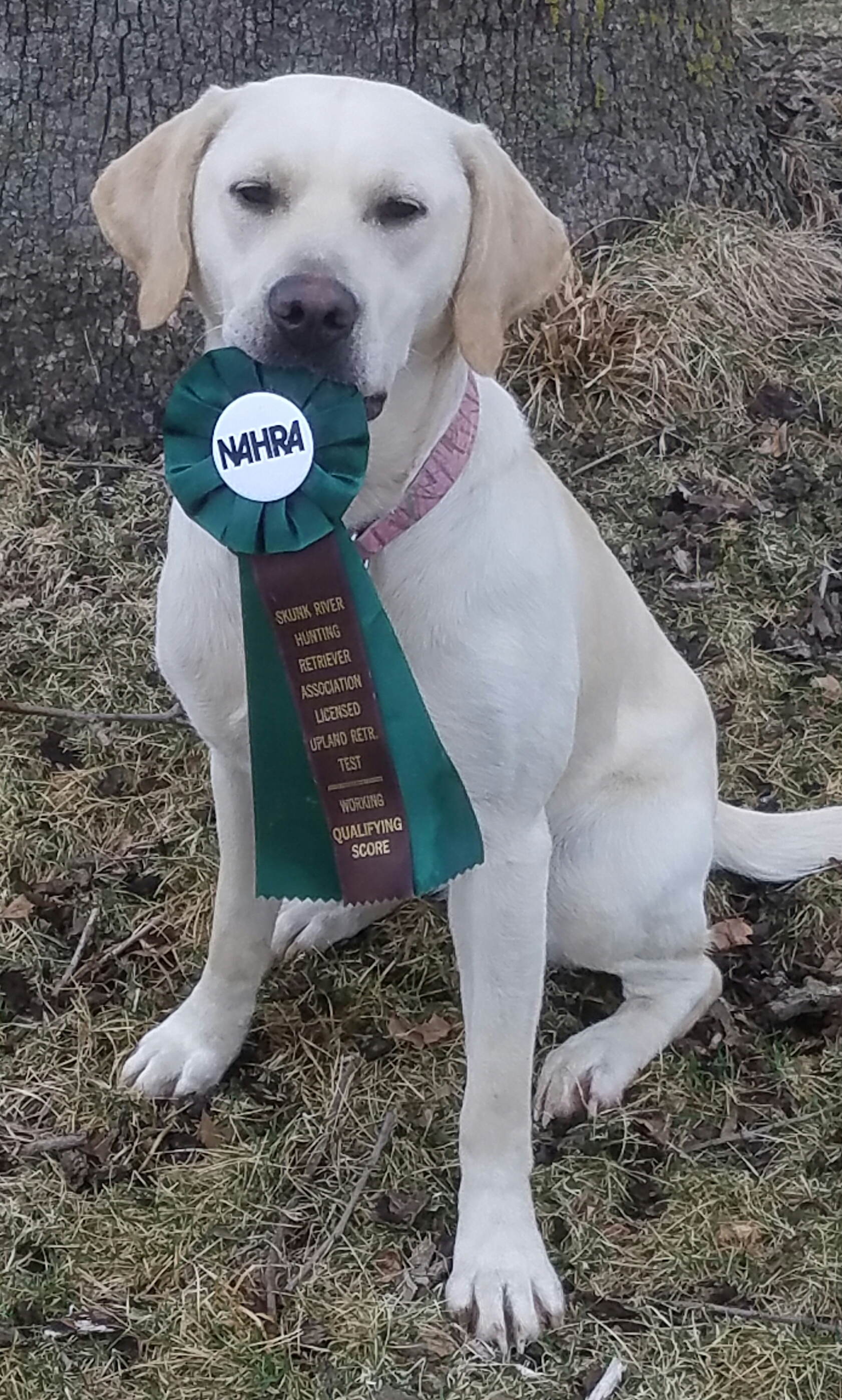 SR HR WR  Sadie's Duck Master Miss Jules JH SH | Yellow Labrador Retriver