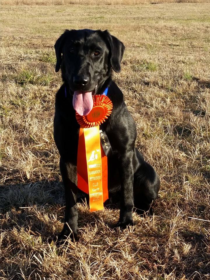 Ghostryder Bix Molly B MH | Black Labrador Retriver