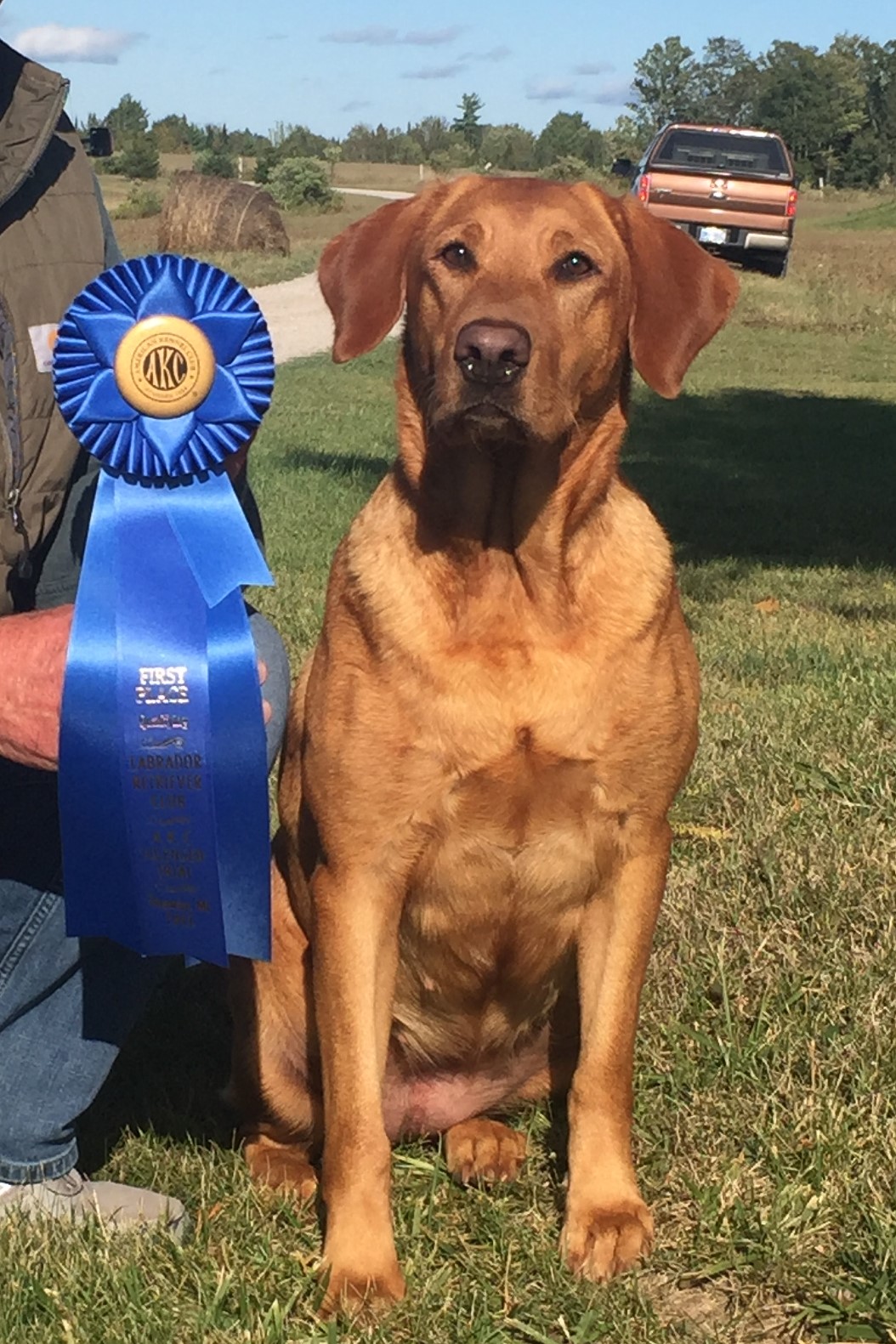 Ever-ready's Lots O' Bottom MH, QAA | Yellow Labrador Retriver