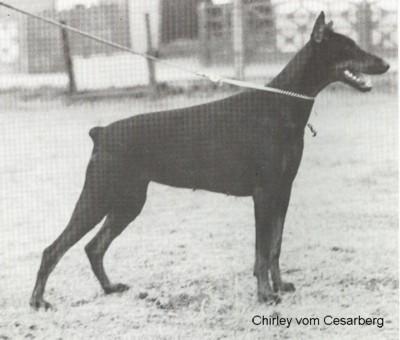 Chirley v. Cesarberg | Black Doberman Pinscher