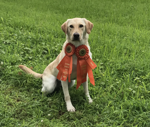 Blackfoots Ya Gotta Believe MH | Yellow Labrador Retriver