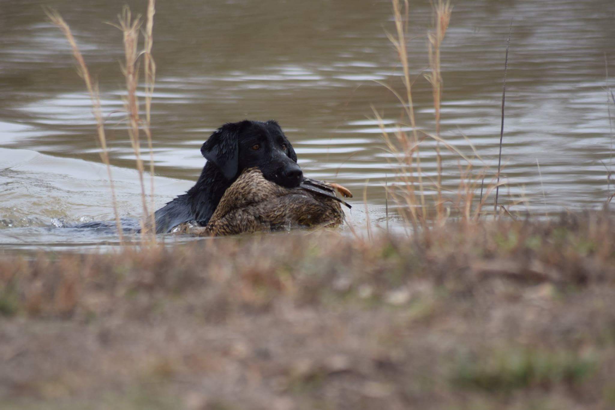 HR BW Cypress Sweet Dixie Belle | Black Labrador Retriver