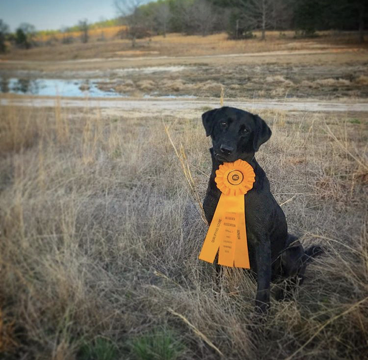 Mgm Power Play's Royal Caribbean MH | Black Labrador Retriver