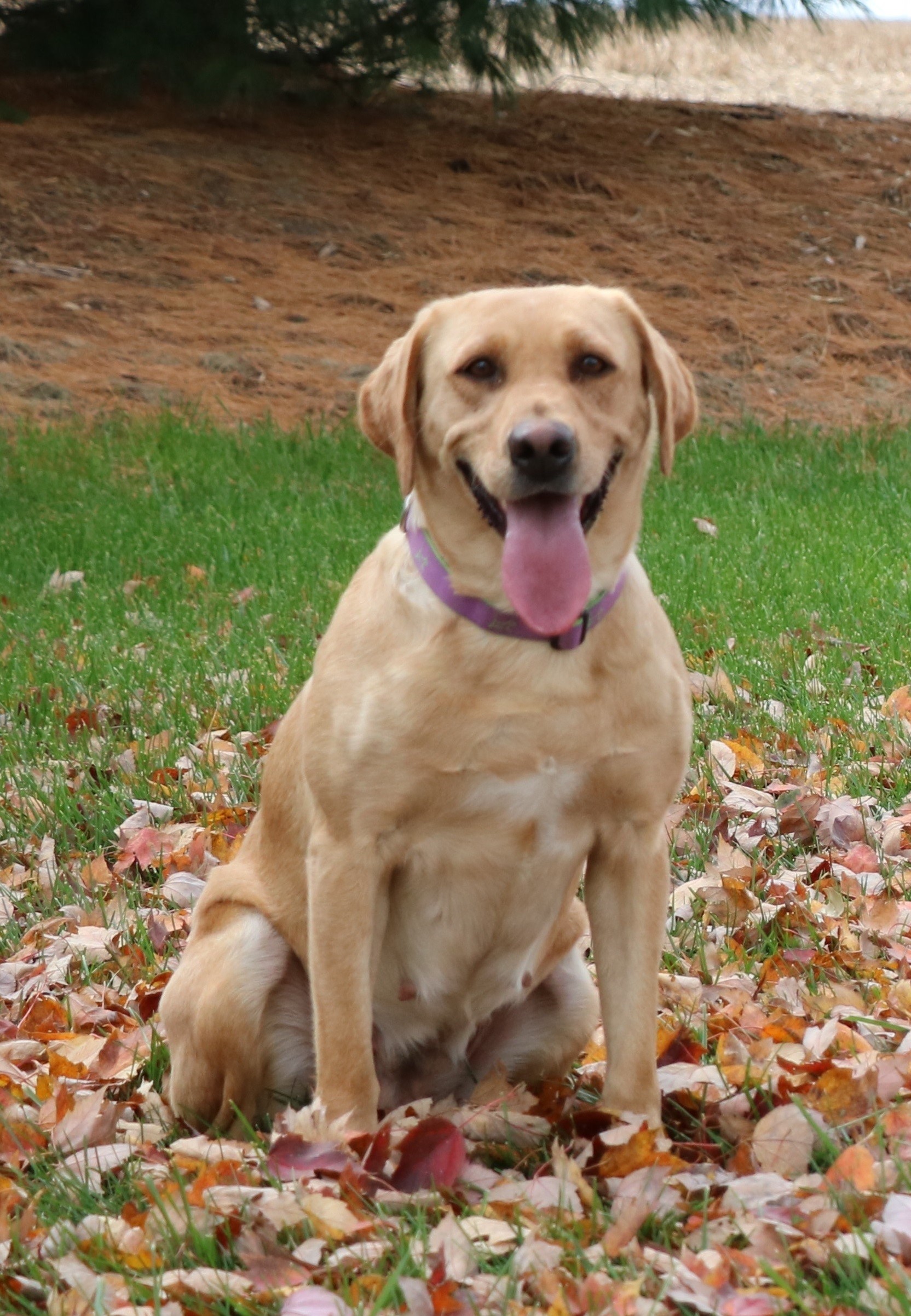 Gochee's Maggie Lou JH, THDN, CGC | Yellow Labrador Retriver