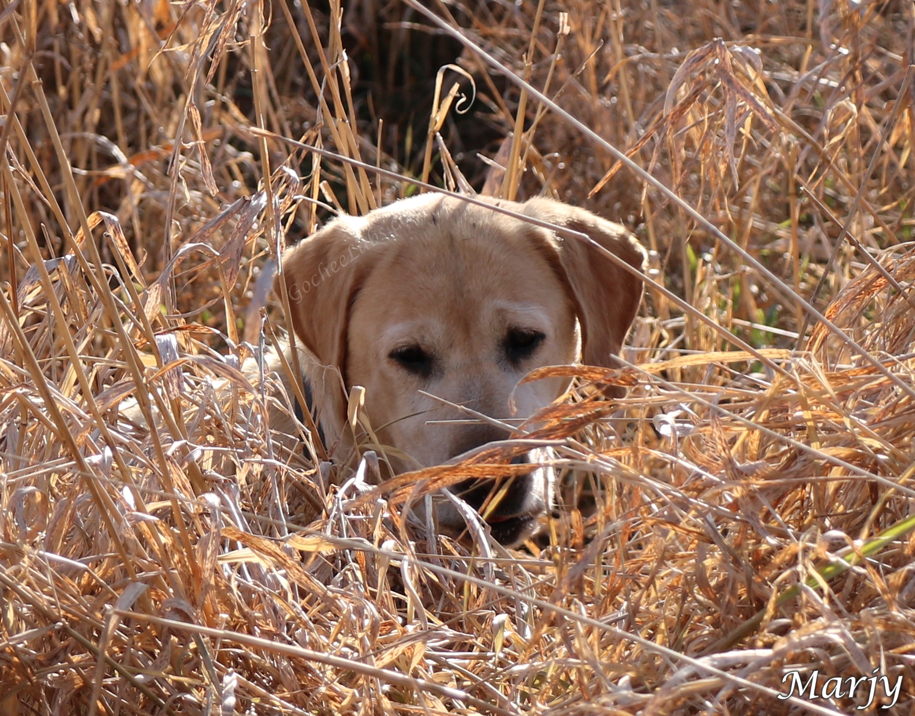 Gochee's Marjy JH, DN, CGC, THD, WCX | Yellow Labrador Retriver