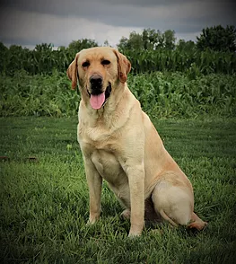 CPR  GOCHEE'S HPK RUSTY DS WC THDN CGC | Yellow Labrador Retriver