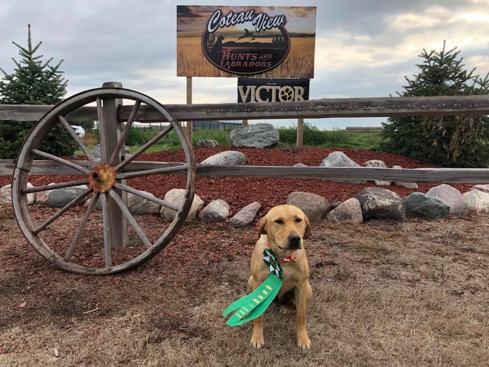 CPR Dyer's Remington Steel Of Whitewood | Yellow Labrador Retriver