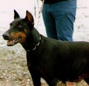 Whisky v.d. Kunnemaborgh | Black Doberman Pinscher