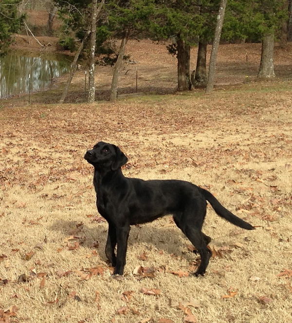 Tyler’s Black Jade | Black Labrador Retriver