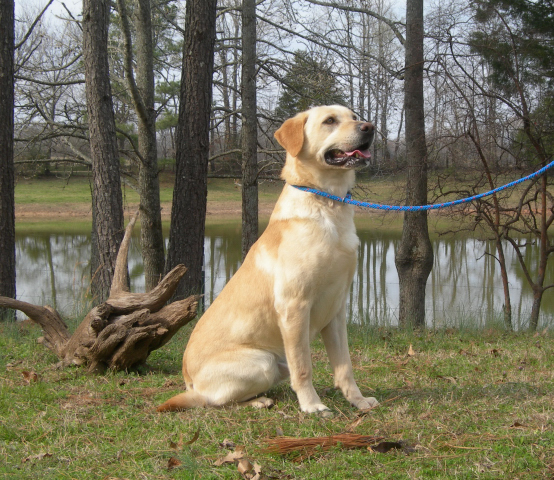 Alex Quick's Pride And Joy | Yellow Labrador Retriver