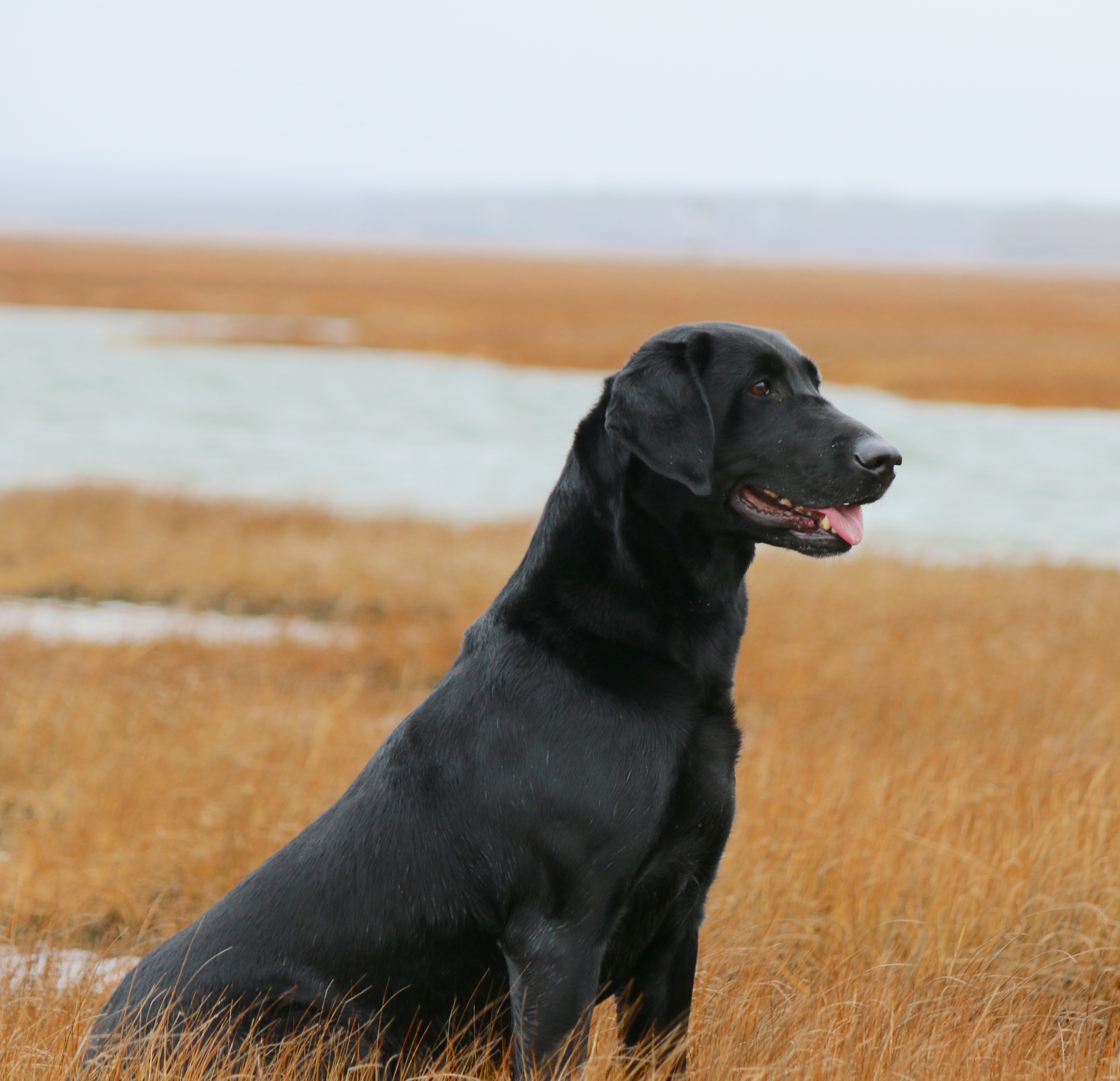 FTCH Baypoints Worth Waiting For QFTR QA2 | Black Labrador Retriver