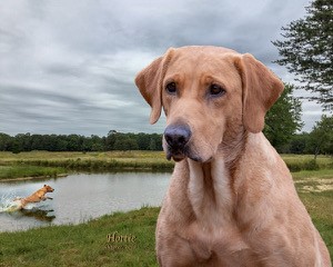 Cape Fear Two Dollar Pistol QAA, MH, CGC, TDI | Yellow Labrador Retriver