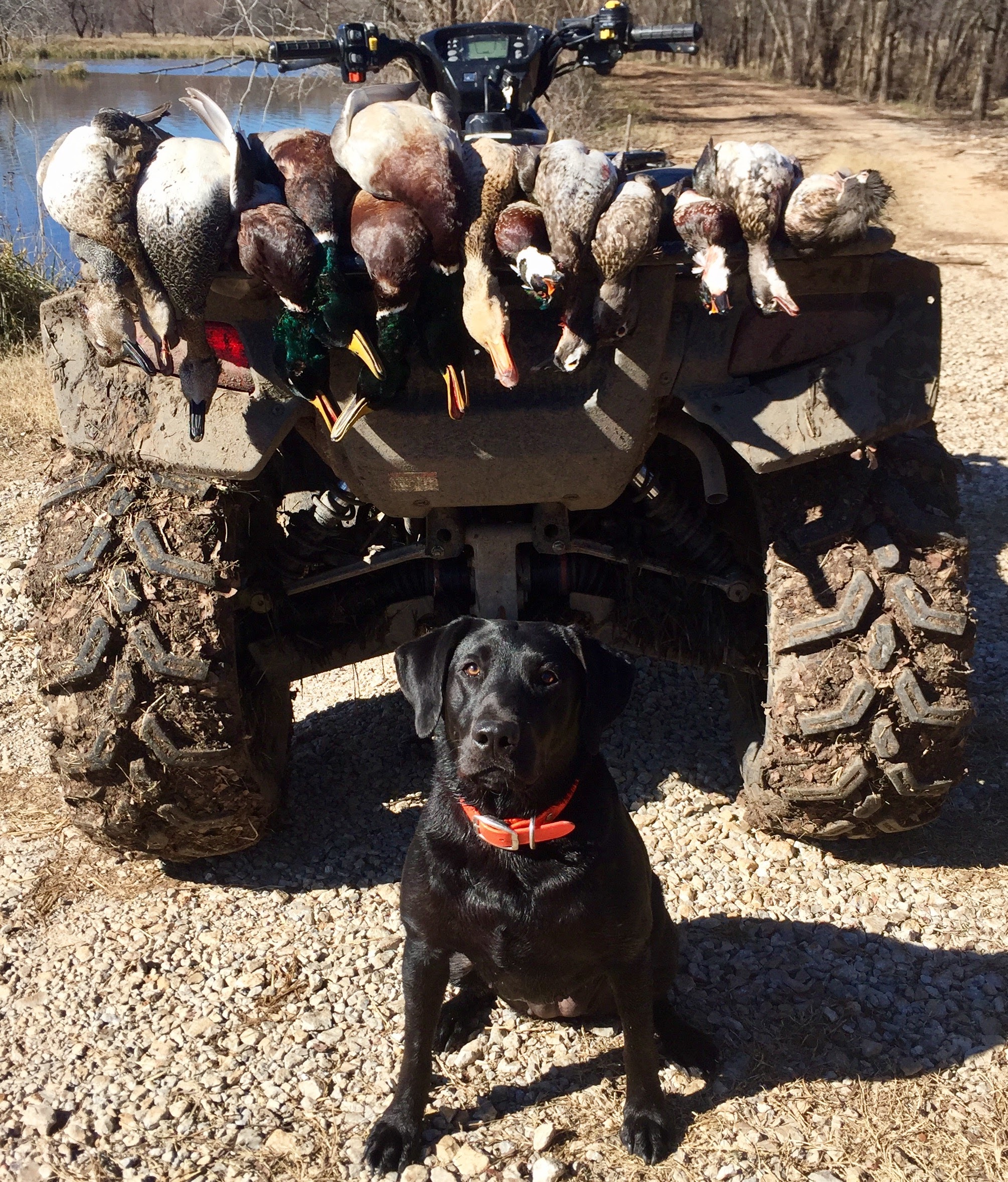 Bwc's Magnificent Distraction JH | Black Labrador Retriver