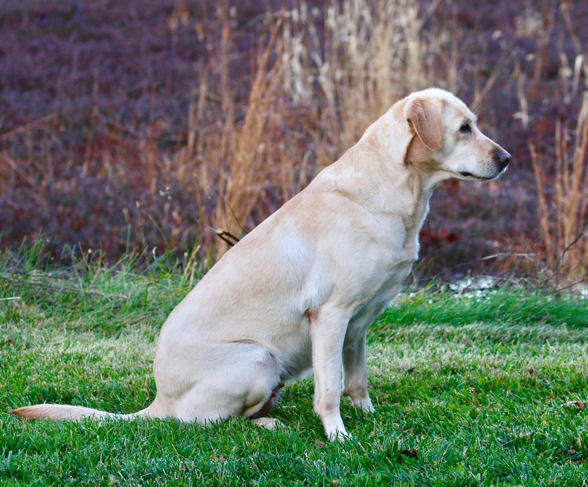 Northbay's Day At The Beach MH, QAA | Yellow Labrador Retriver