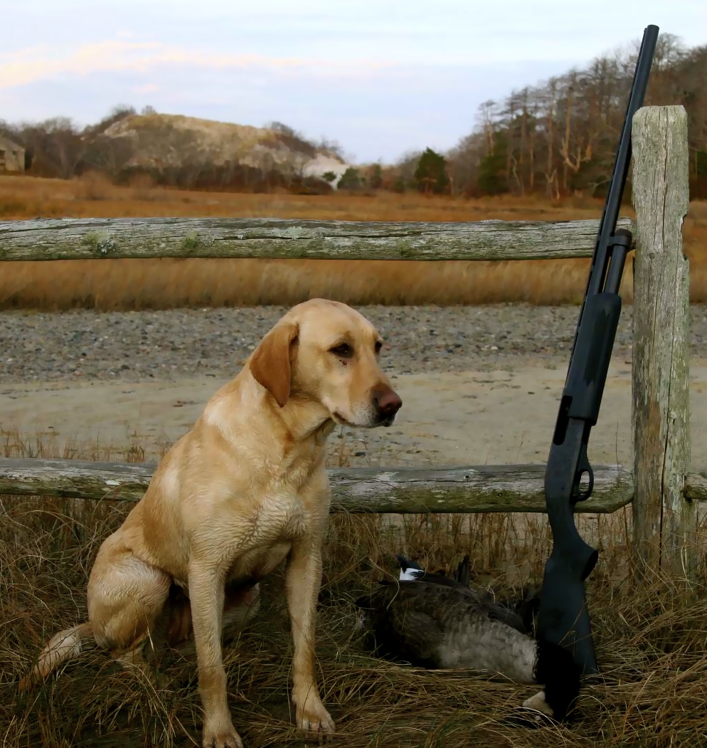 Northbays Lucky Day QAA | Yellow Labrador Retriver