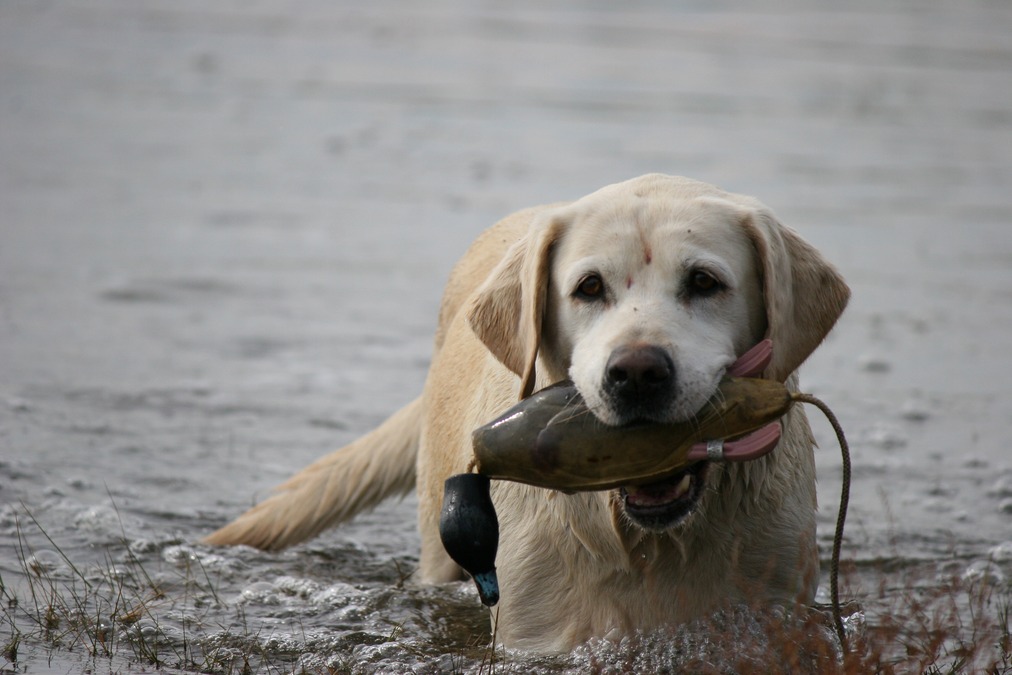 Northbay's Loose Lucy JH | Yellow Labrador Retriver