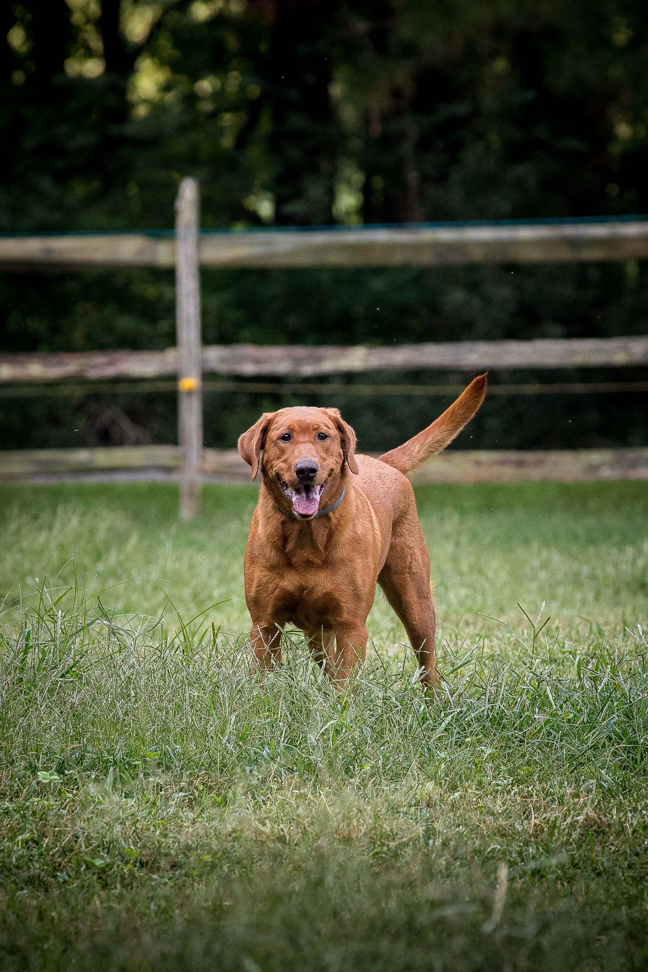 HR Yellowdog's Red Hot Momma JH SH | Yellow Labrador Retriver