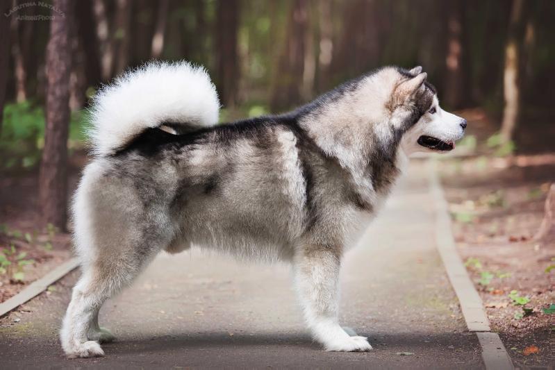 Chesvik Top Sever Russia | Alaskan Malamute 