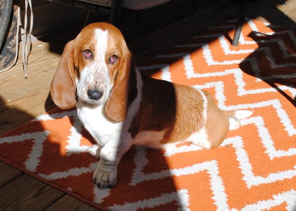 Cove Mountain Lilly | Basset Hound 