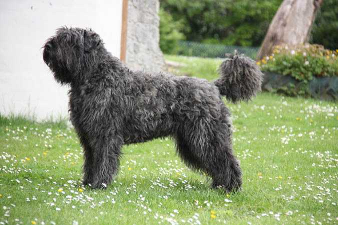 Vera-Xsera vd. Vanenblikhoeve | Bouvier des Flandres 