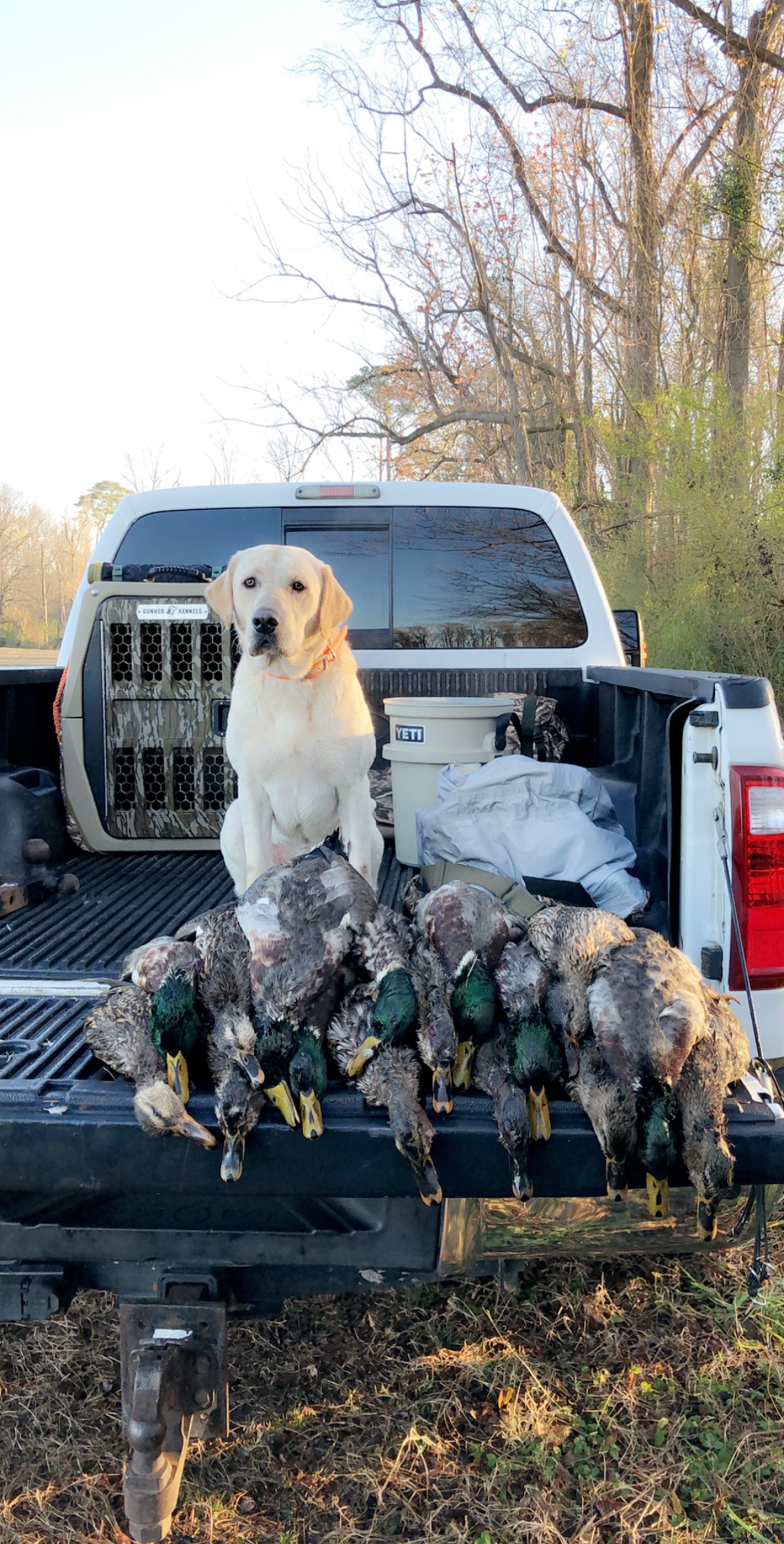 HRCH Camie's Bold Bentley Of Feather Point MH | Yellow Labrador Retriver