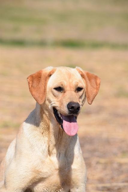 CPR Sunshine Through Phog Namaste Tgk | Yellow Labrador Retriver