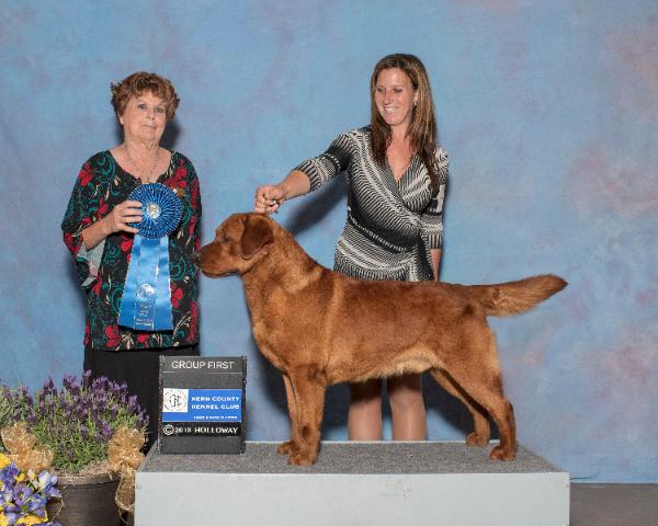 BISS GCH CH Elkens Forged In Fire | Yellow Labrador Retriver