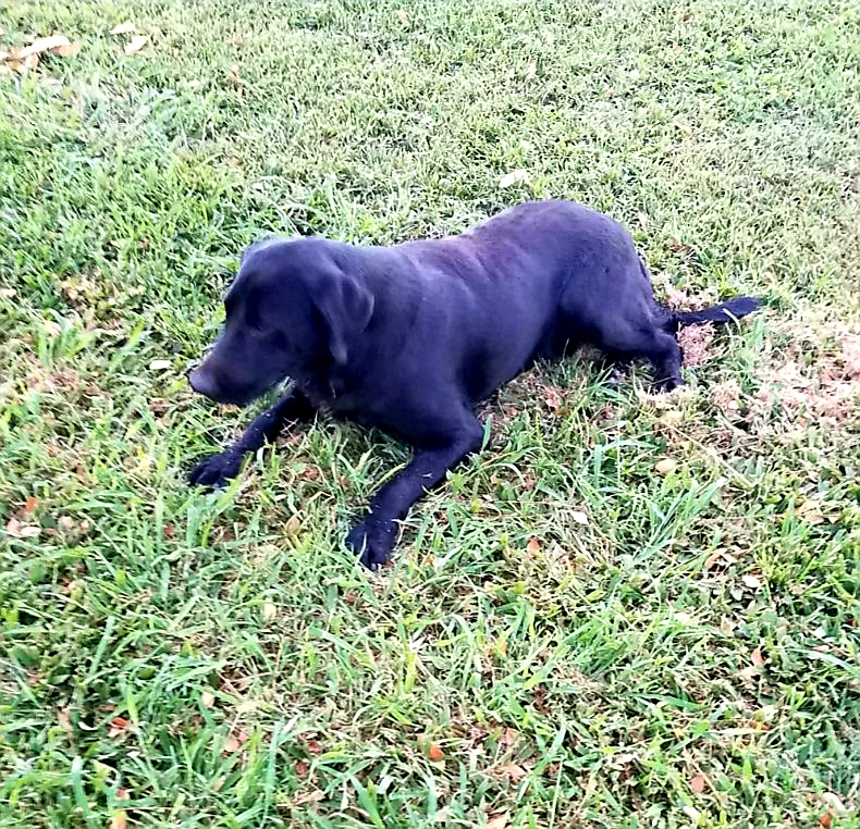 Rocko | Black Labrador Retriver