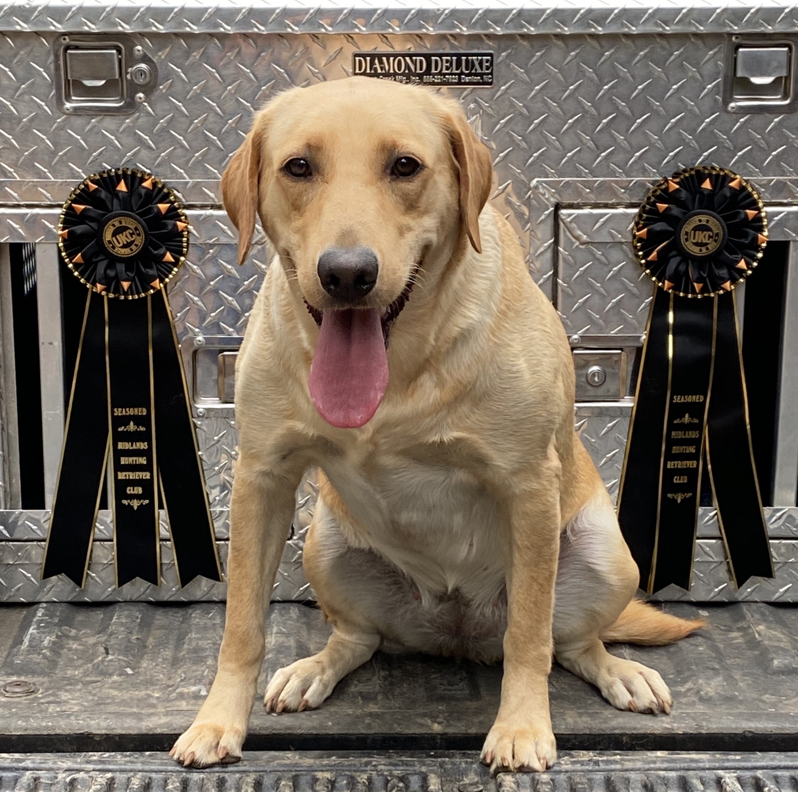 HR Hollow Hills Hammerin Foxie Roxie SH | Yellow Labrador Retriver