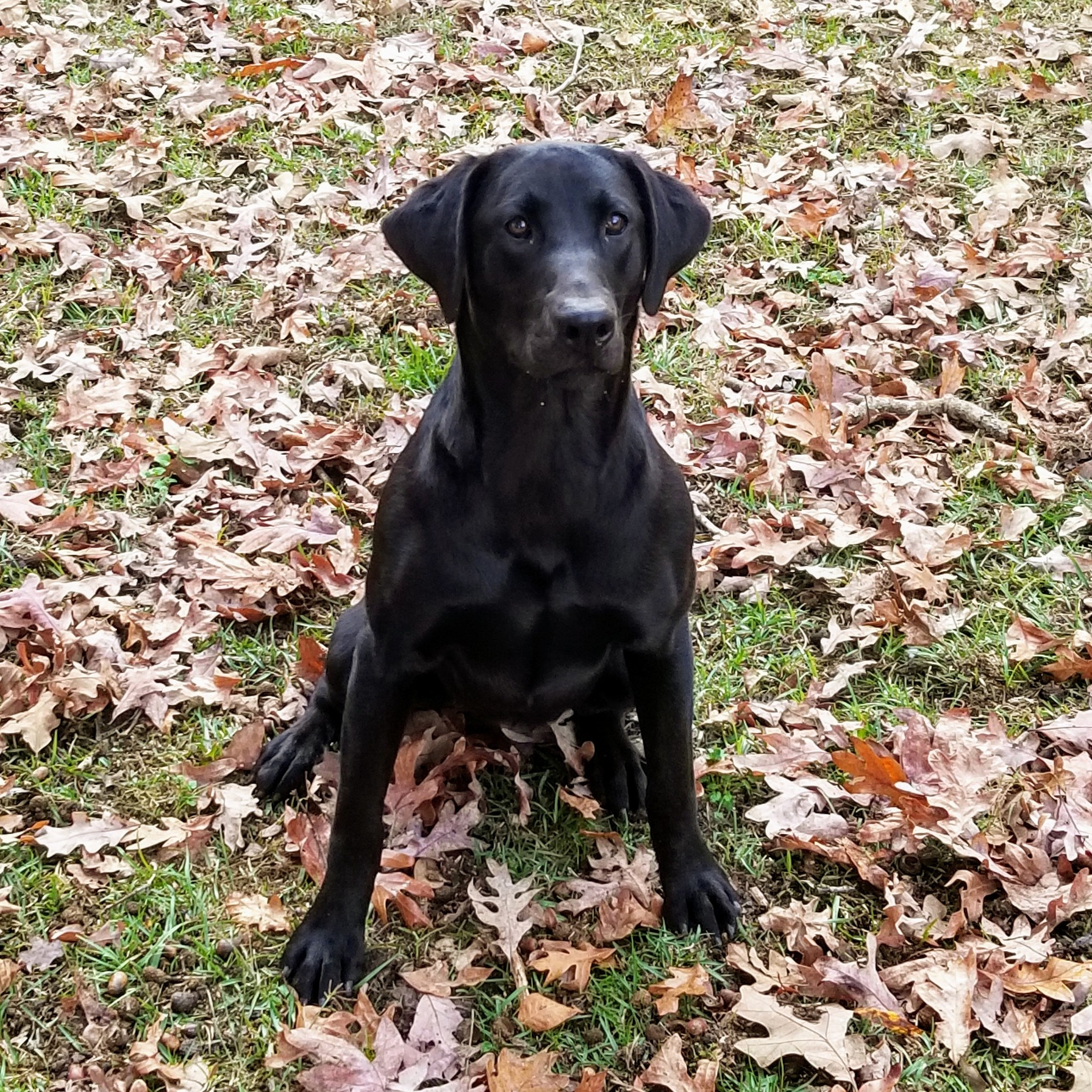 HR Hollow Hills Mississippi Queen | Black Labrador Retriver