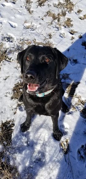 Crandall Creek Tibea Miss Molly | Black Labrador Retriver