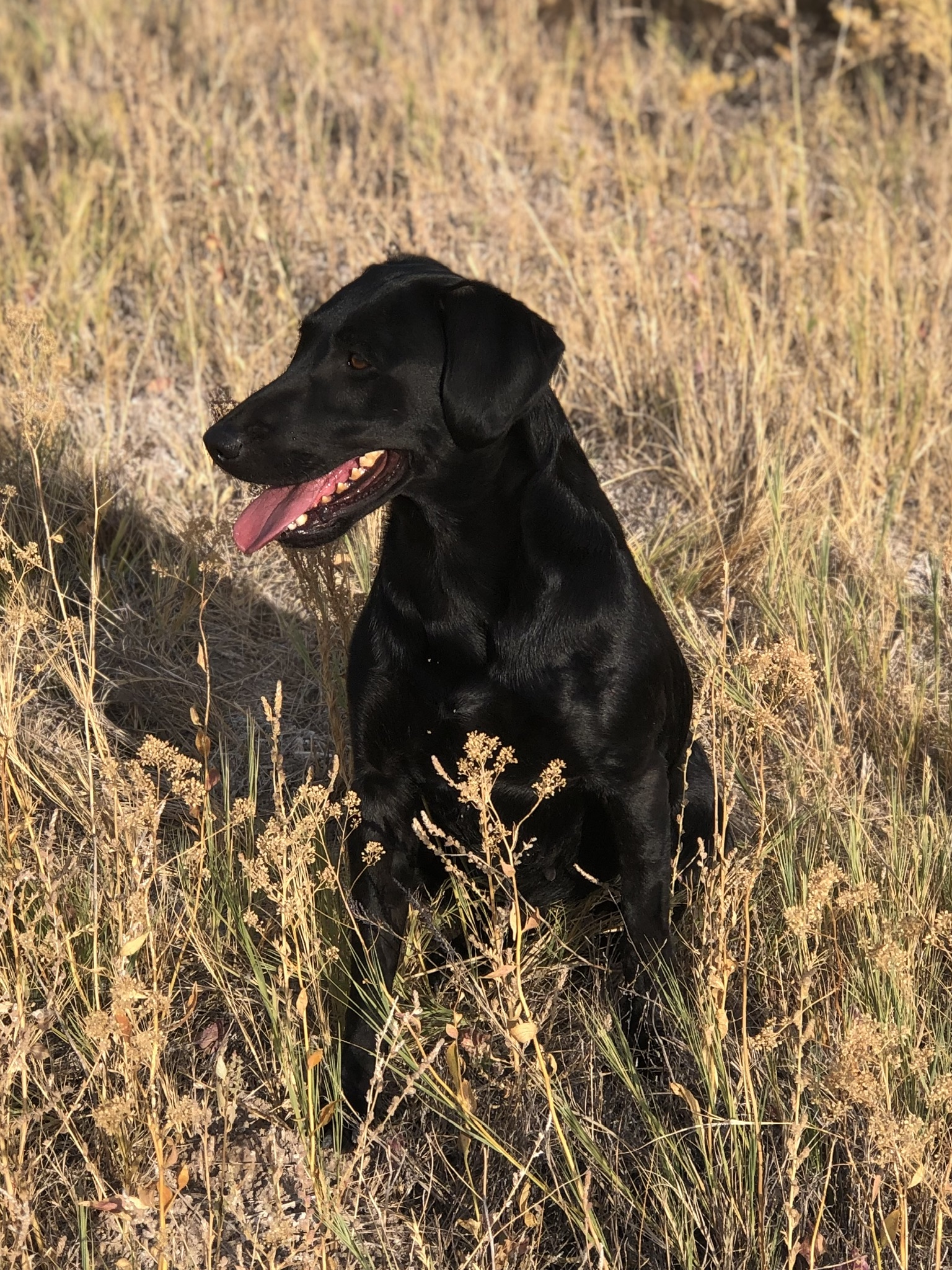 Stormy Rivers Fords Explorer | Black Labrador Retriver