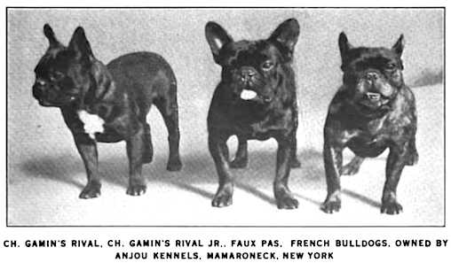 Gamin Rival Jr 197198 | French Bulldog 