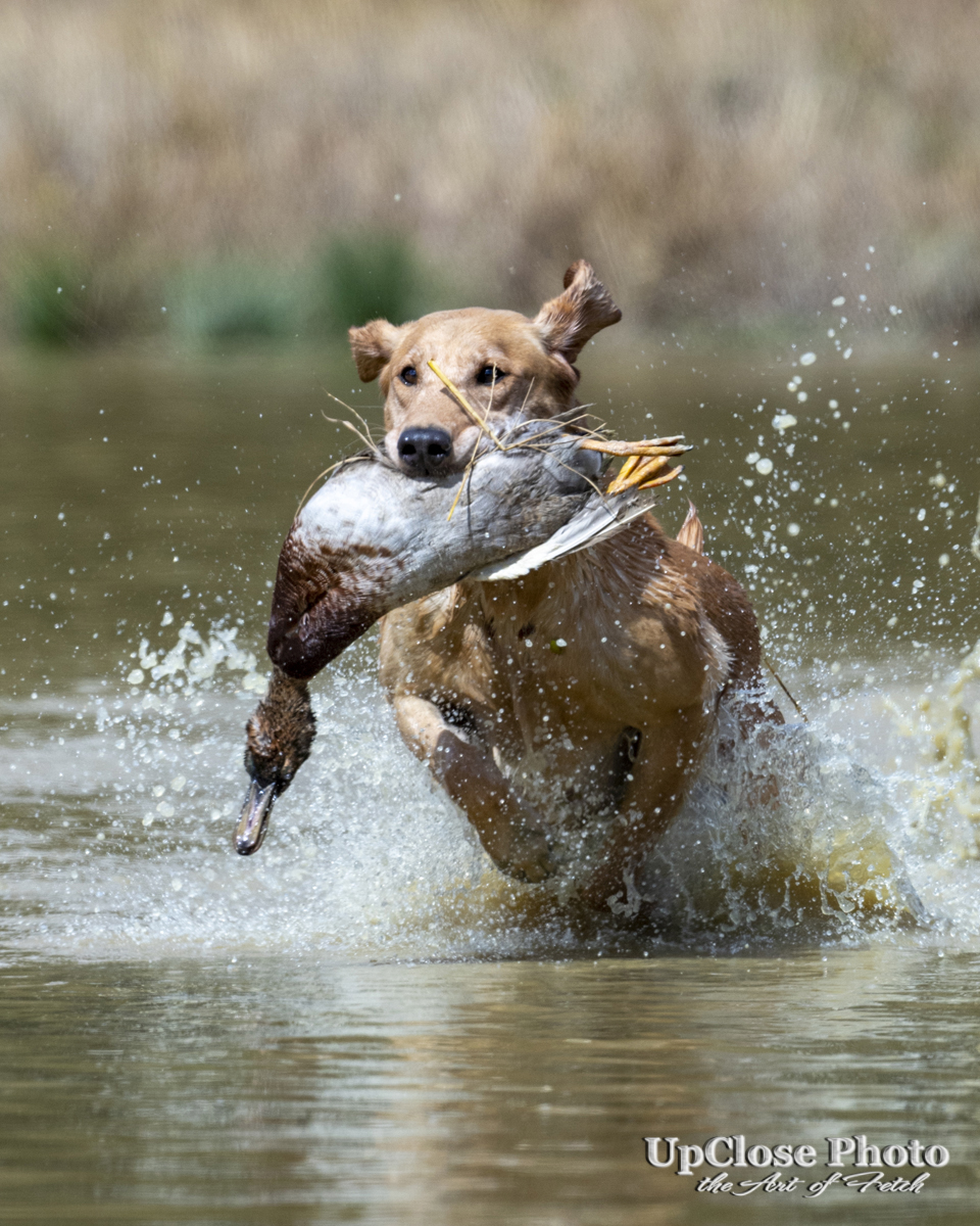 GRHRCH Contenders Law Dawg  “AL” MH | Yellow Labrador Retriver