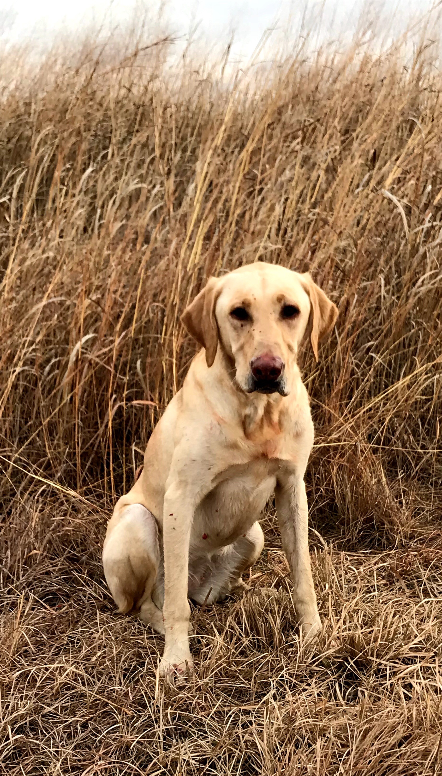 Blackwater's Jazztime Charley SH | Yellow Labrador Retriver