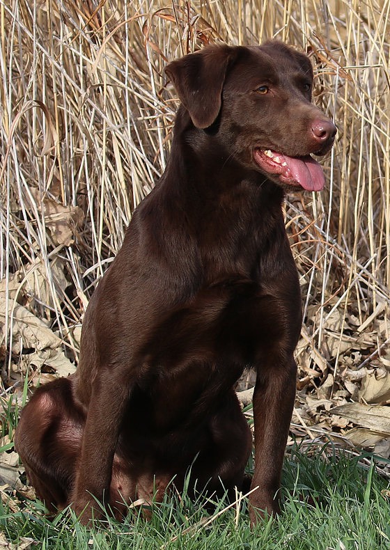 HR PCR Rapid Retrieve | Chocolate Labrador Retriver
