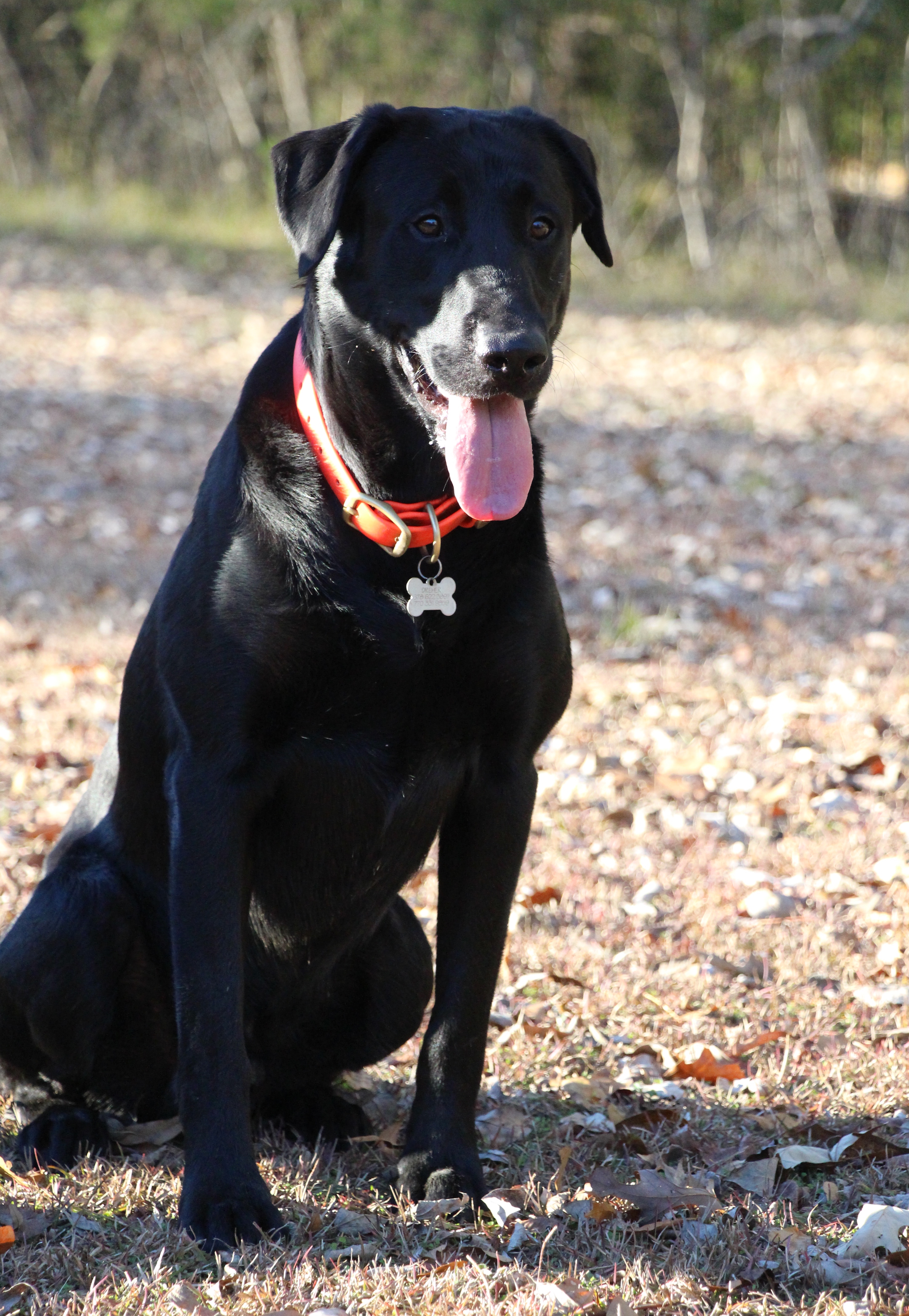 HR Three Rivers Makers Mark | Black Labrador Retriver