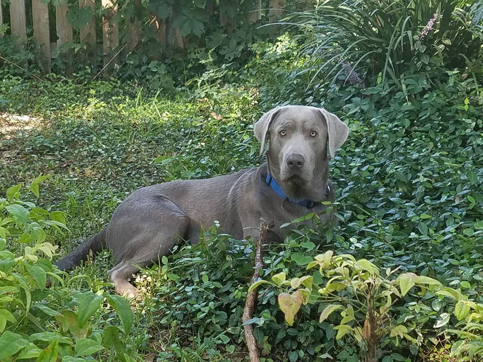 Ned Kelly Ii | Chocolate Labrador Retriver