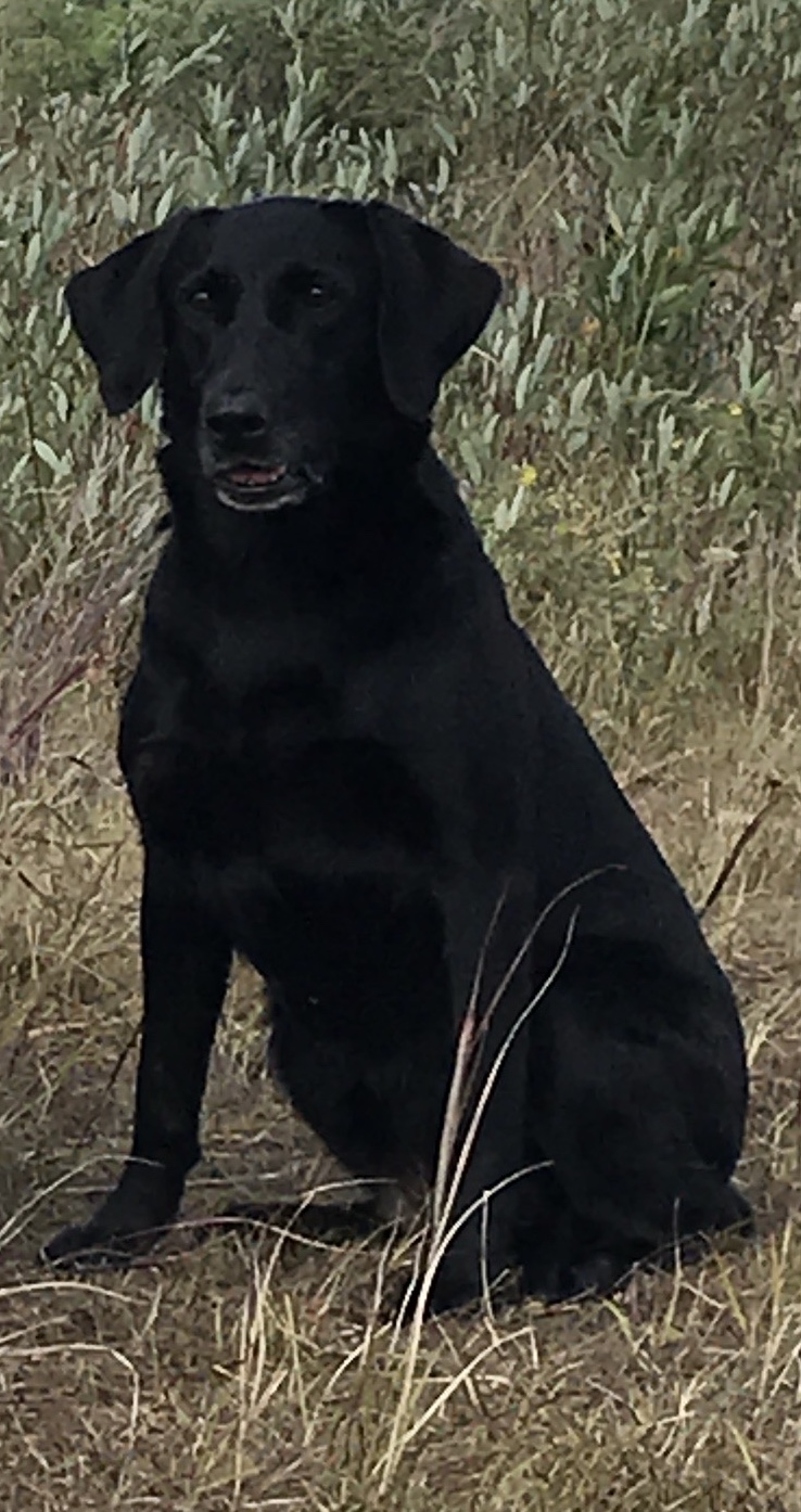 GRHRCH UH Amigos Mountain Matriarch MH | Black Labrador Retriver