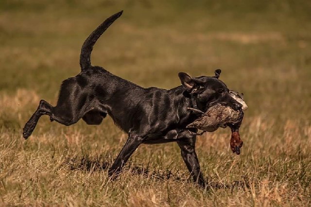 GRHRCH (3)  UH Misty Morning's Pook MH | Black Labrador Retriver