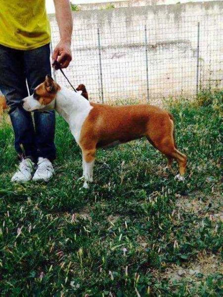 Cleopatra Del Jinko's Salentino | American Staffordshire Terrier 