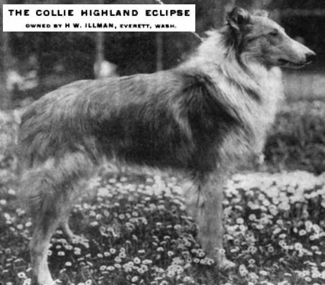 Highland Eclipse | Rough Collie 