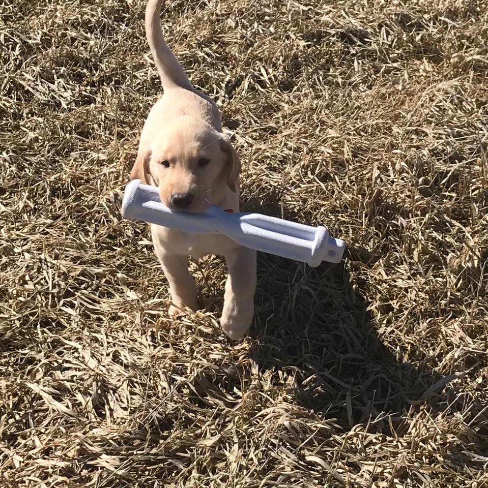 Allen Creek's Repo Man | Yellow Labrador Retriver