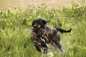 Crandall Creek Tibea Miss Molly JH | Black Labrador Retriver