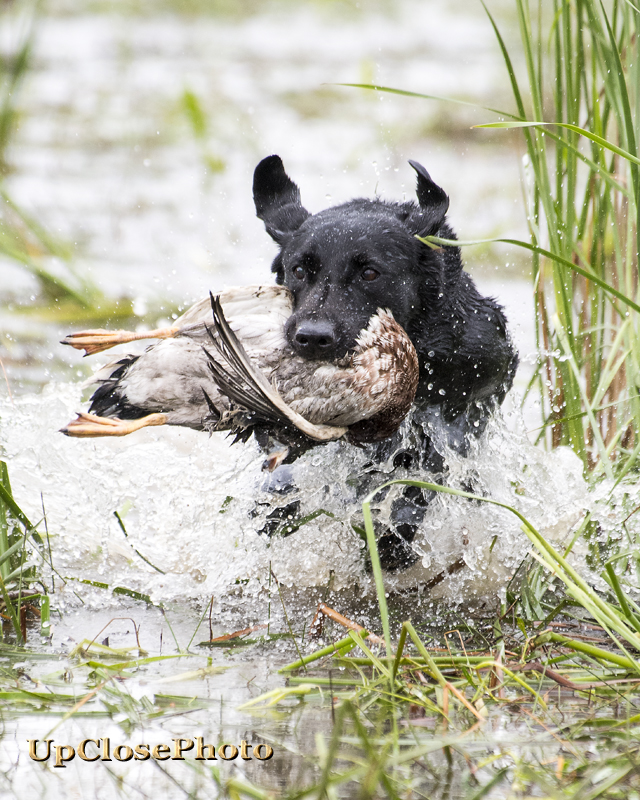 GRHRCH Outback's Dirty Gin N Juice | Black Labrador Retriver