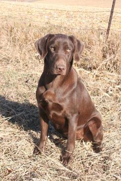 Riptide's Blue Grits | Chocolate Labrador Retriver