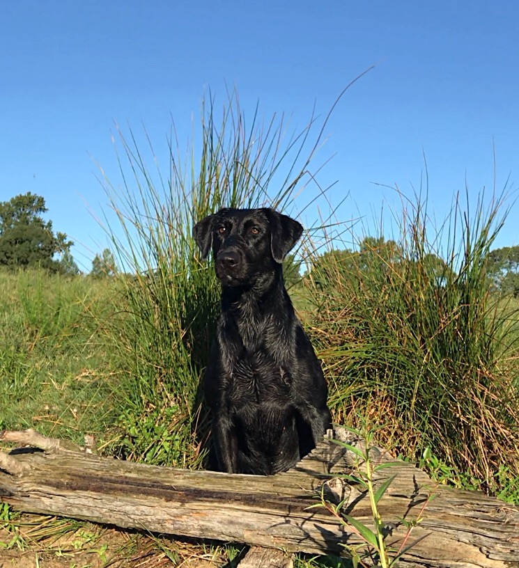 GRHRCH Mossy Pond’s Smooth Southern Gentleman MH QAA NDL | Black Labrador Retriver