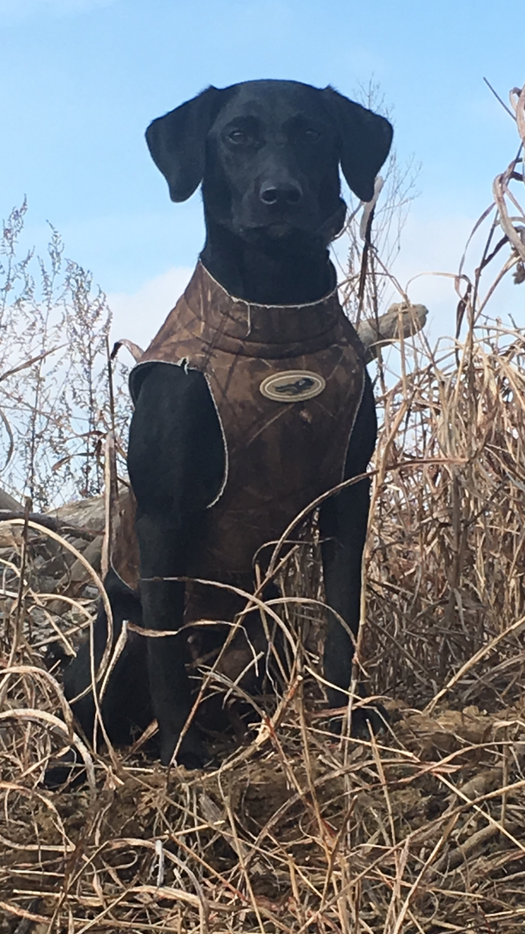 HRCH UH Spegal's Lt Midnight Lace MH | Black Labrador Retriver